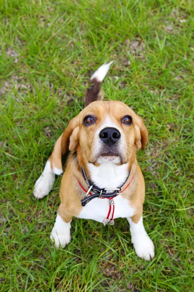 Funny roztomilý pes v parku — Stock fotografie