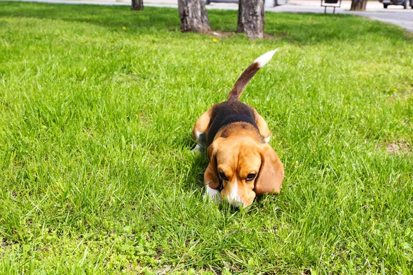 Chien mignon drôle dans le parc — Photo