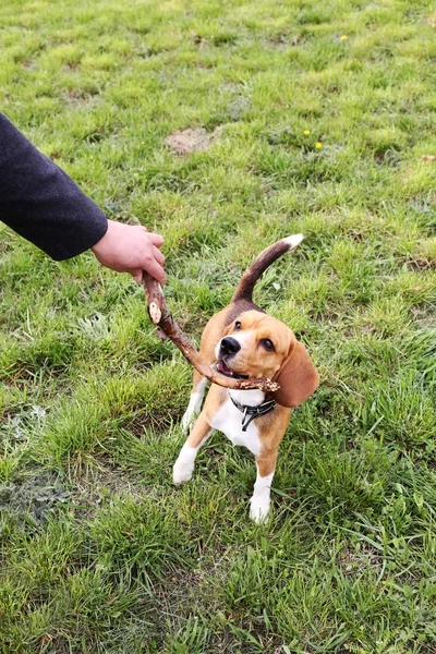 Manusia bermain dengan anjing di taman — Stok Foto