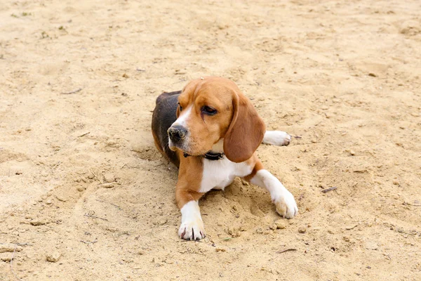 Divertido lindo perro en la arena —  Fotos de Stock