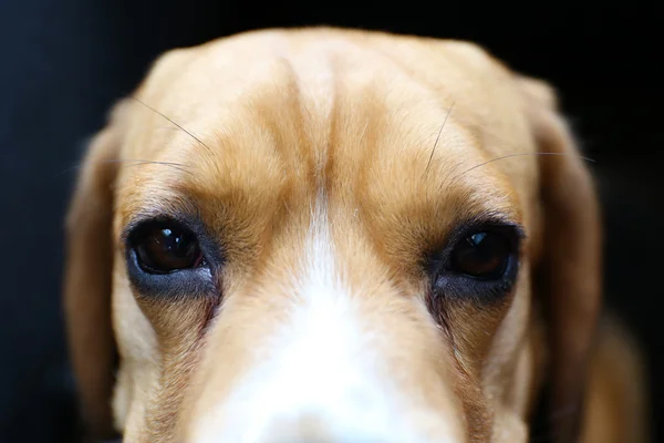 Lustige süße Hund aus nächster Nähe — Stockfoto