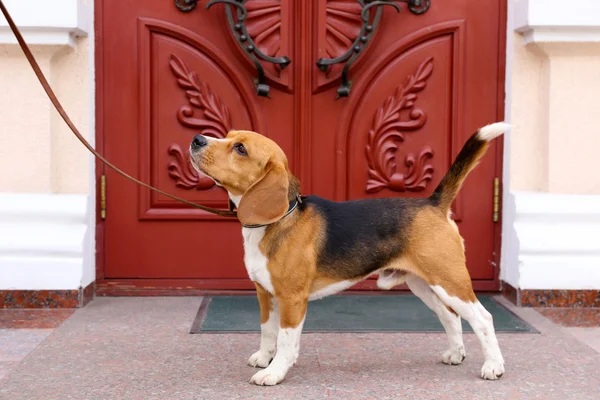 Rolig söt hund nära dörren hemma — Stockfoto