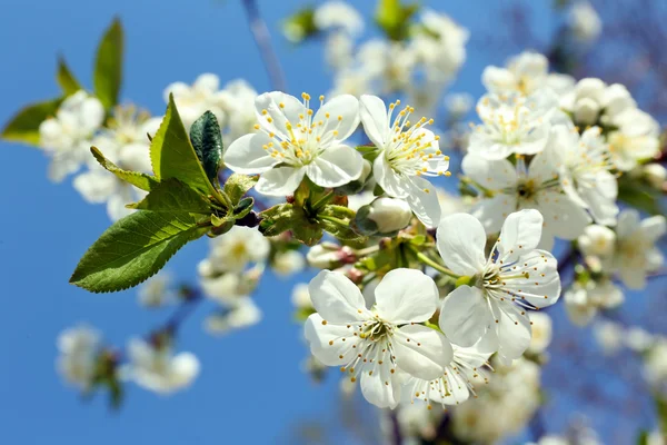 Blooming cherry tree twigs in spring on blue sky background — Stock Photo, Image