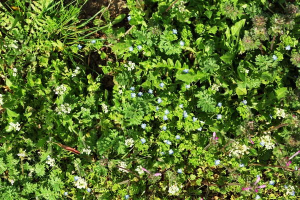 Hermoso prado verde con flores en primavera —  Fotos de Stock