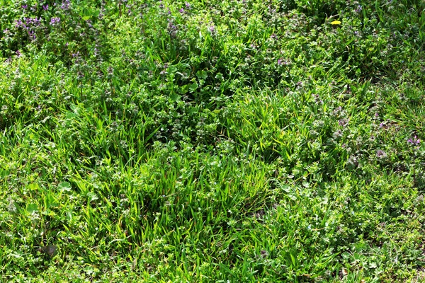 Hermoso prado verde con flores en primavera —  Fotos de Stock