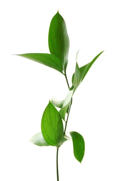 신선한 녹색 잎, 흰색 절연 지점 — 스톡 사진