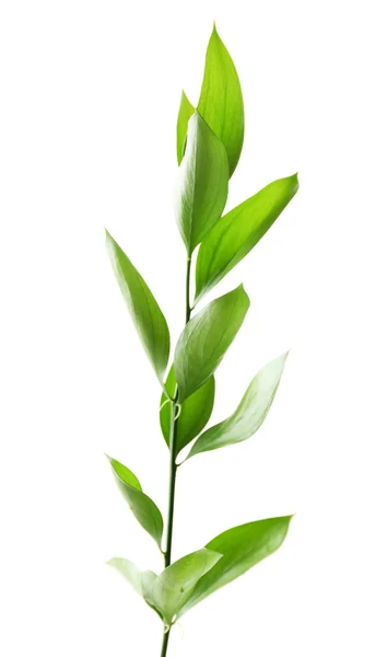 Υποκατάστημα με φρέσκα πράσινα φύλλα, που απομονώνονται σε λευκό — Φωτογραφία Αρχείου