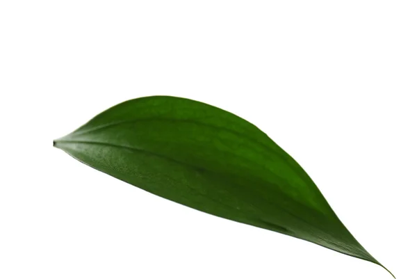 Зеленый лист, выделенный на белый — стоковое фото