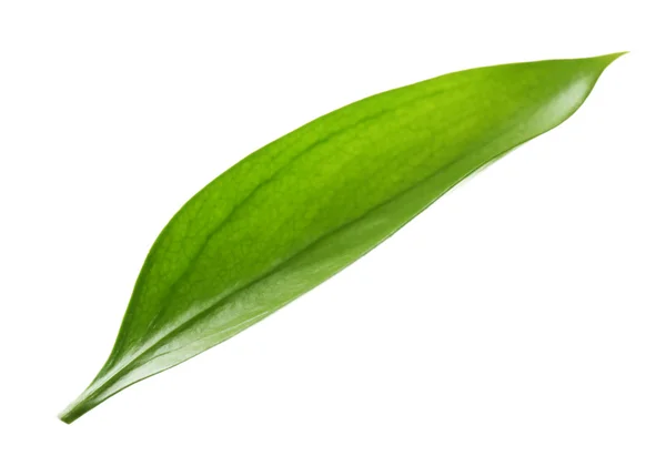 Green leaf isolated on white — Stock Photo, Image