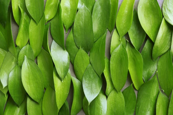 Fondo con hojas verdes frescas, primer plano —  Fotos de Stock