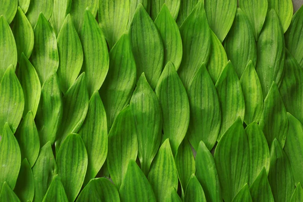 Hintergrund mit frischen grünen Blättern, Nahaufnahme — Stockfoto
