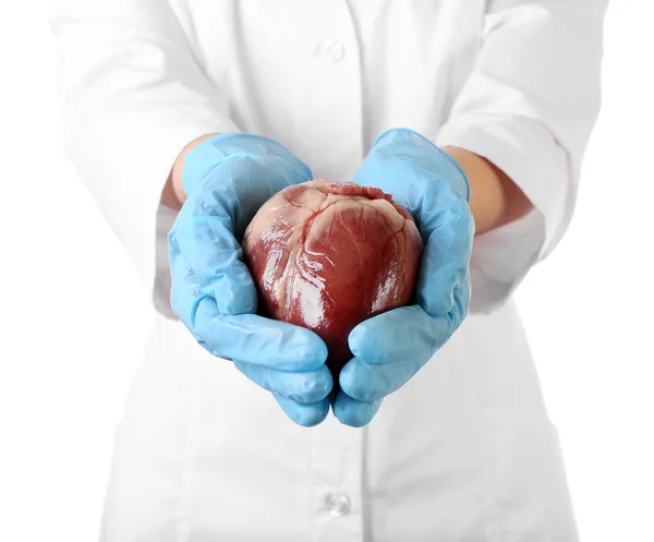 Heart in doctor hands — Stock Photo, Image