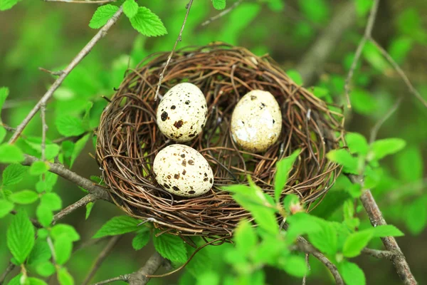 Wicker nest with eggs — Stock Photo, Image