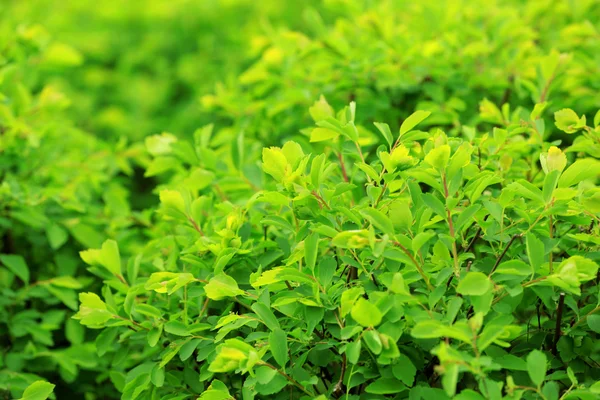 Green bush, outdoors — Stock Photo, Image