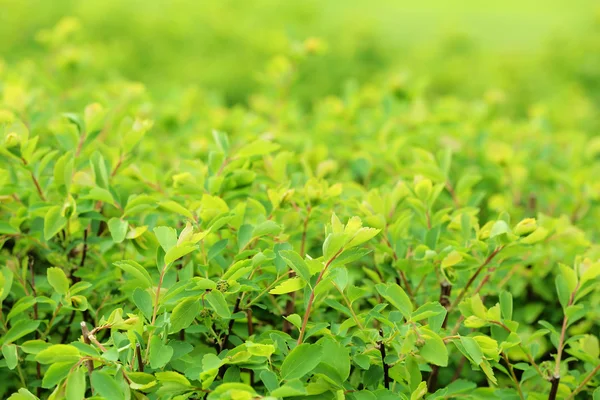 Arbusto verde, ao ar livre — Fotografia de Stock