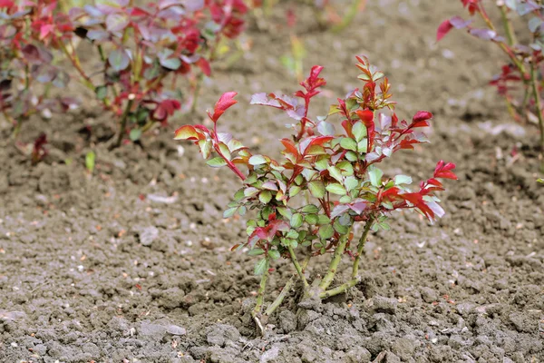 Посаженные кусты роз на фоне почвы — стоковое фото