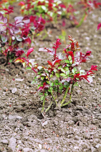 Arbusto plantado de rosas sobre el fondo del suelo —  Fotos de Stock