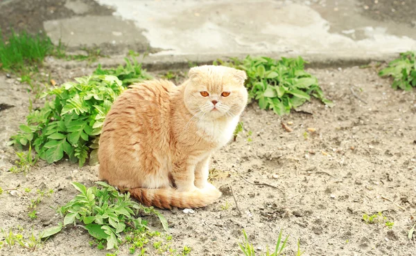 Британская кошка на фоне травы — стоковое фото