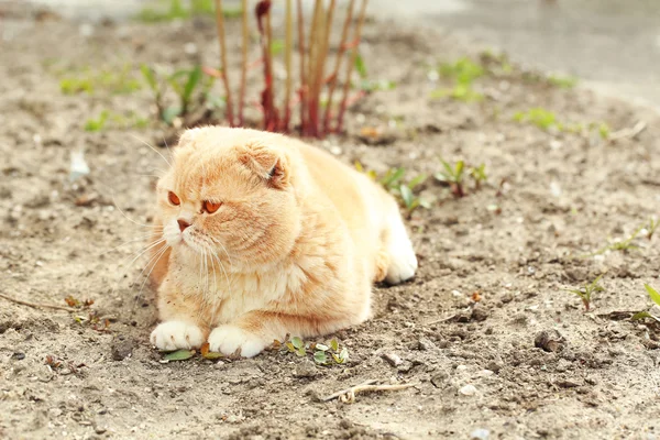 British cat outdoors — Stock Photo, Image