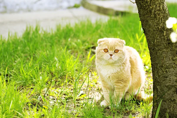 Britse kat op gras achtergrond — Stockfoto