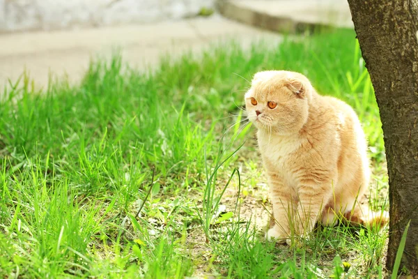 イギリスの猫草の背景に — ストック写真