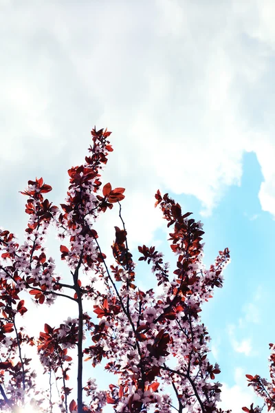 Bellissimo albero fiorito su sfondo cielo blu — Foto Stock