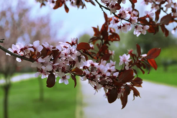 Красивые цветущие деревья в парке — стоковое фото