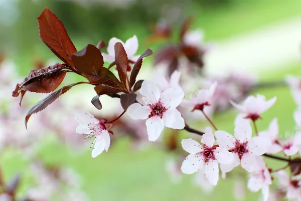 Branches of flowering tree, closeup — Stock Photo, Image