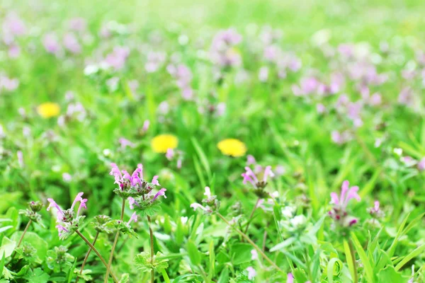 Flores silvestres sobre hierba verde fondo — Foto de Stock