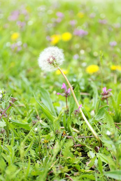 Wildflowers over green grass background — Stock Photo, Image