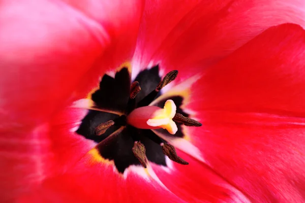 Close-up de bela tulipa fresca — Fotografia de Stock