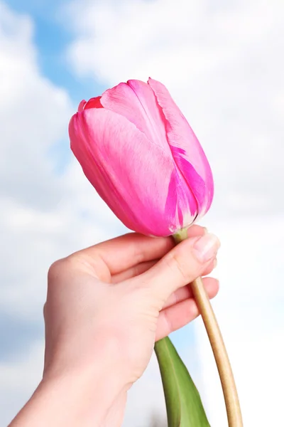 Pink tulip on blue blurred background — Stock Photo, Image