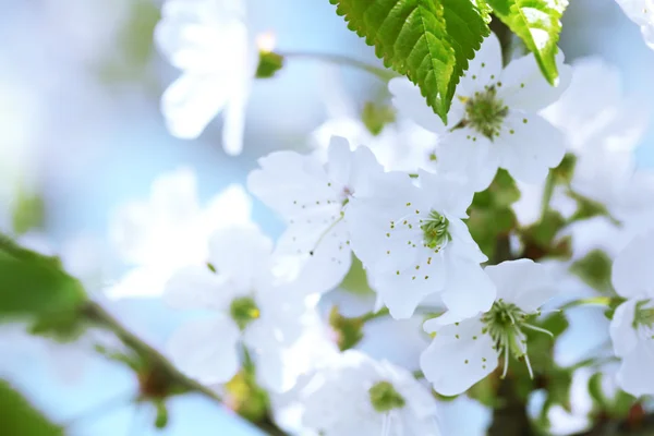 Flor da Primavera — Fotografia de Stock