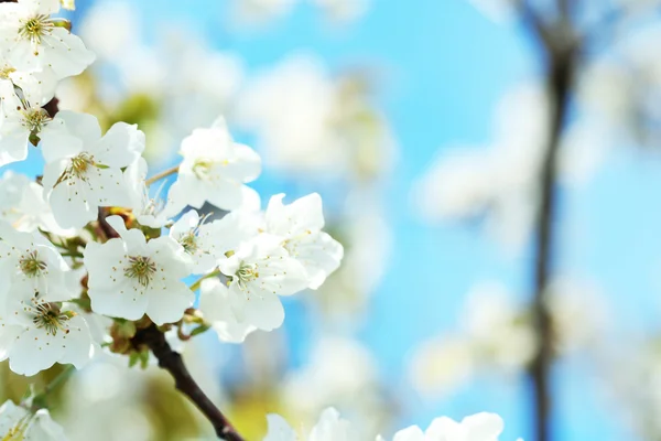 Flor de primavera —  Fotos de Stock