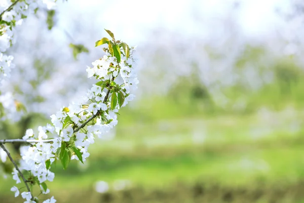 Jardin de cerisiers en fleurs — Photo