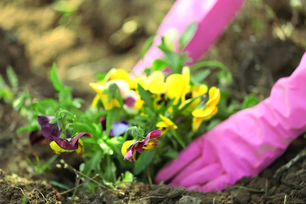 Mãos femininas em luvas rosa plantando flores, close-up — Fotografia de Stock