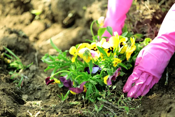 Female hands in pink gloves planting flowers, close-up