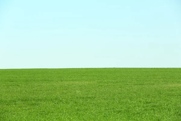 Green field and blue sky — Stock Photo, Image