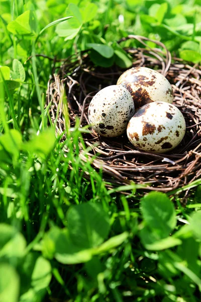 Nest met vogel eieren over groene bush achtergrond — Stockfoto