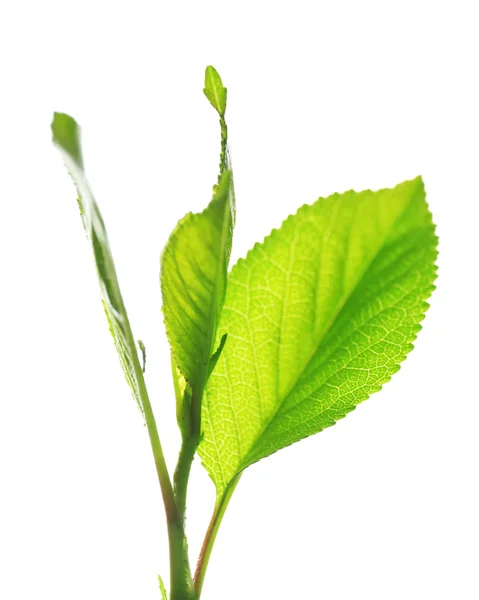 Rama con hojas verdes frescas, aisladas en blanco — Foto de Stock