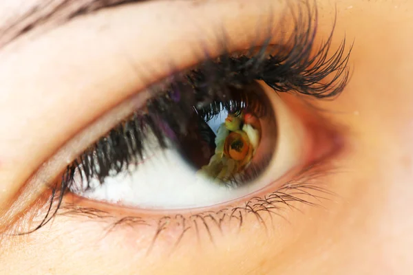 Reflection flowers in an eye close-up — Stock Photo, Image