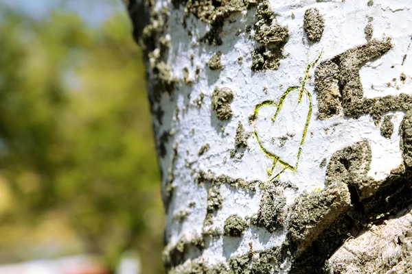 Coração esculpido em árvore close-up — Fotografia de Stock