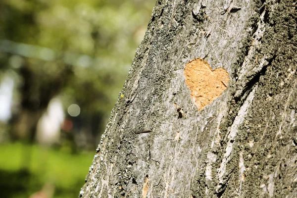 Srdce, vytesané ve stromu detail — Stock fotografie