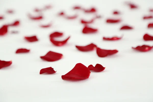 Rote Blütenblätter auf dem Bett, Nahaufnahme — Stockfoto
