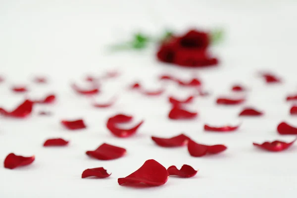 Červené květy na posteli, zblízka — Stock fotografie