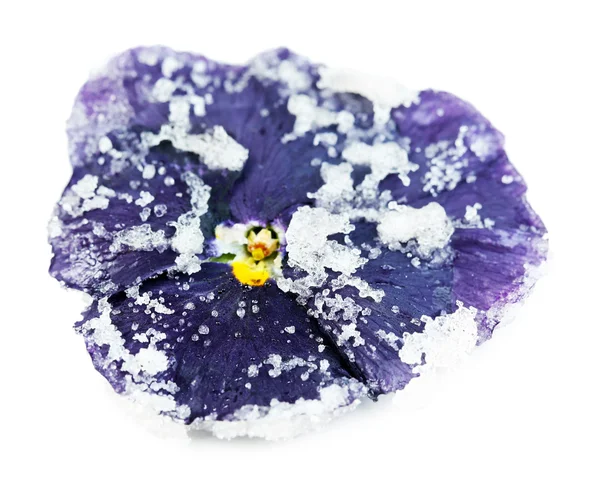 Fleur de violette sucrée confite, isolée sur blanc — Photo