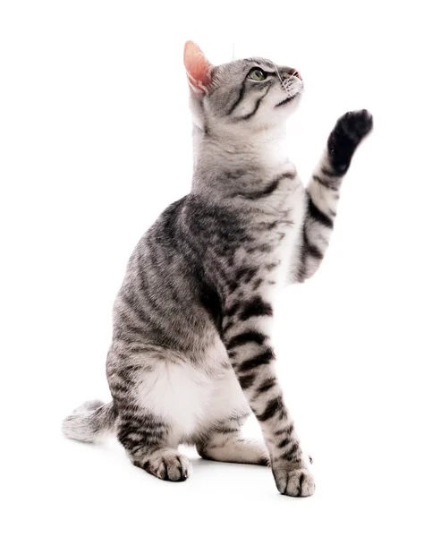 美しい灰色の猫 — ストック写真