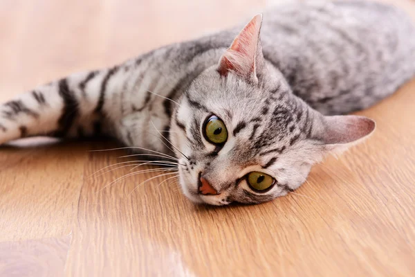 Hermoso gato gris — Foto de Stock