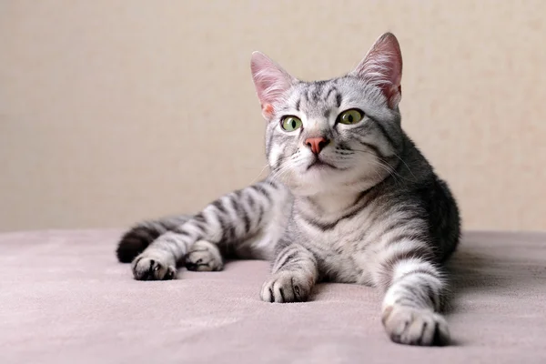 Beautiful gray cat — Stock Photo, Image