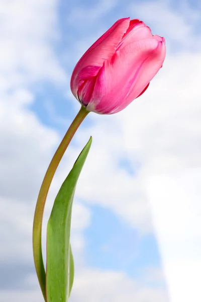 Pink tulip on blue blurred background Stock Picture